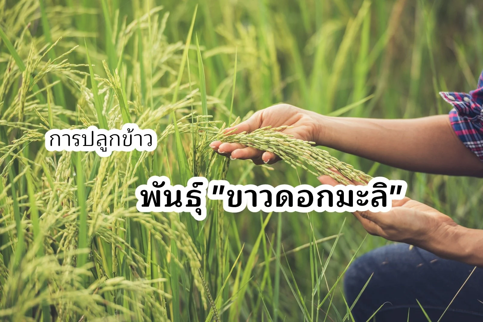 การปลูกข้าว “พันธุ์ขาวดอกมะลิ”