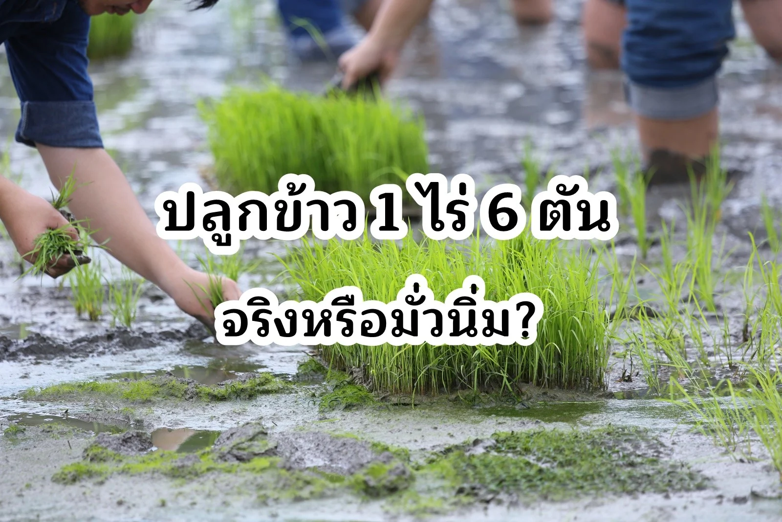นาน้ำน้อย 1 ไร่ 6 ตัน … เป็นไปได้จริงหรือ?