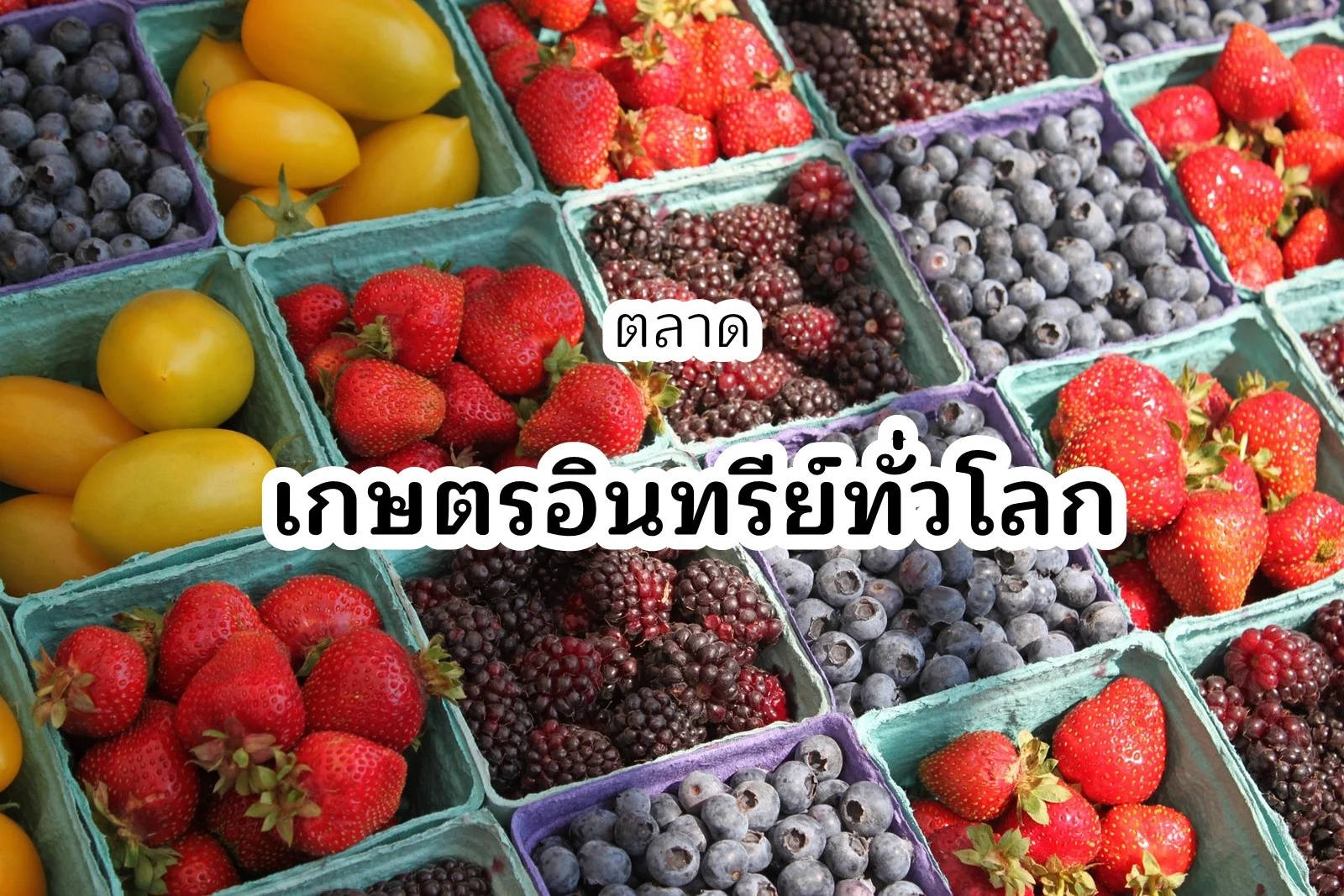ตลาดเกษตรอินทรีย์ทั่วโลก