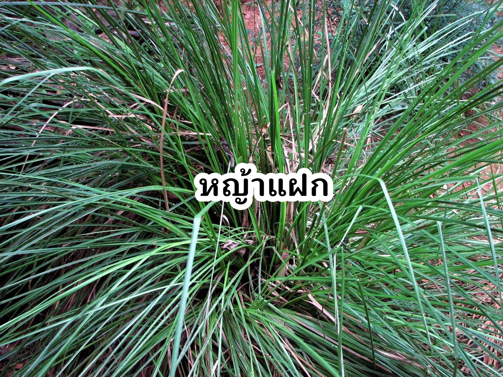 หญ้าแฝกเฉลิมพระเกียรติตามรอยรัชกาลที่ 9