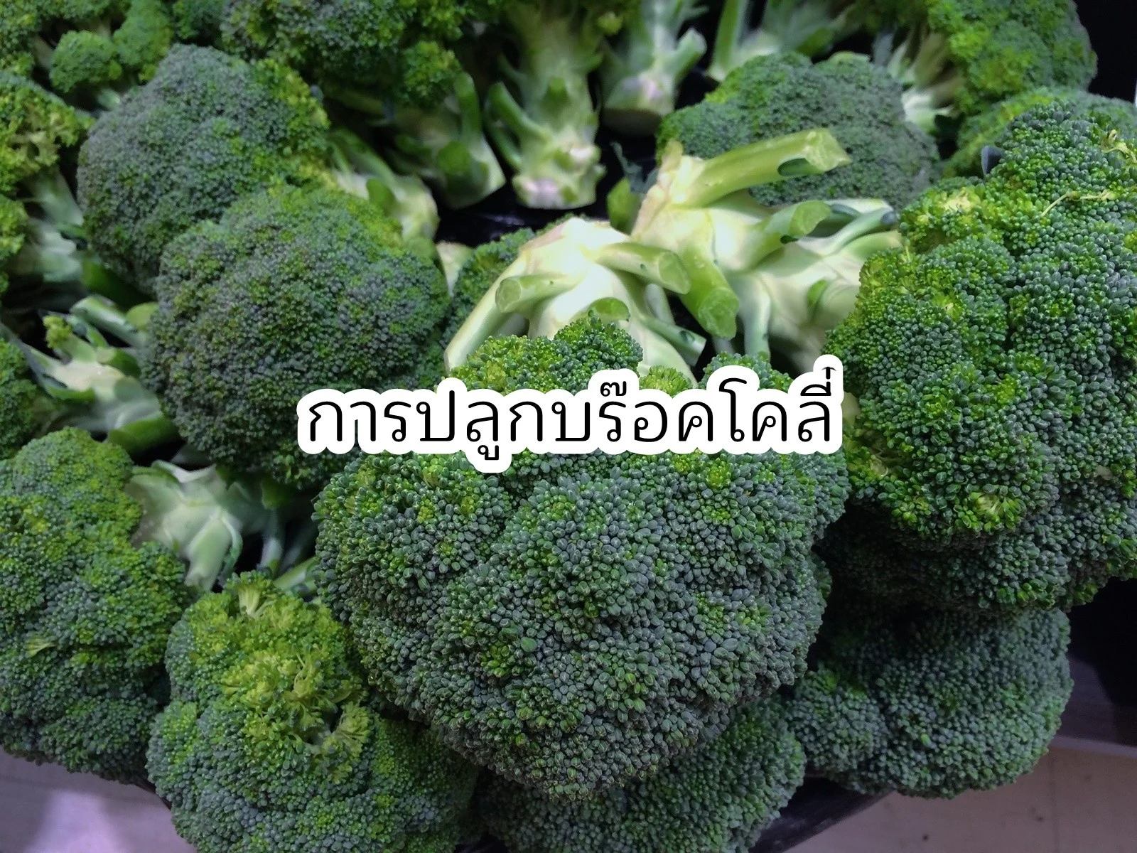 การปลูกบล๊อคโคลี่