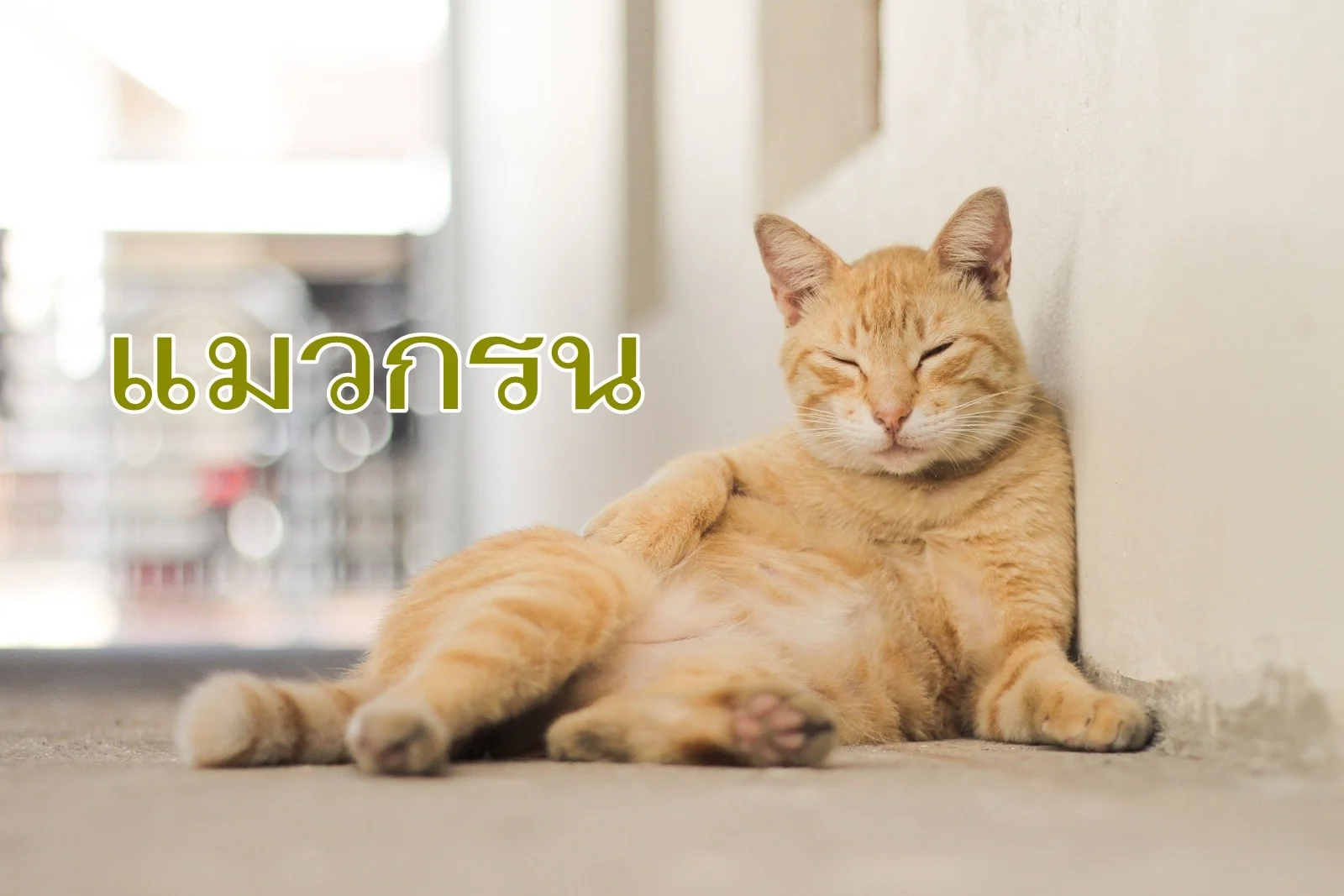 ทำไมเสียงกรนของแมวทำให้ผ่อนคลาย