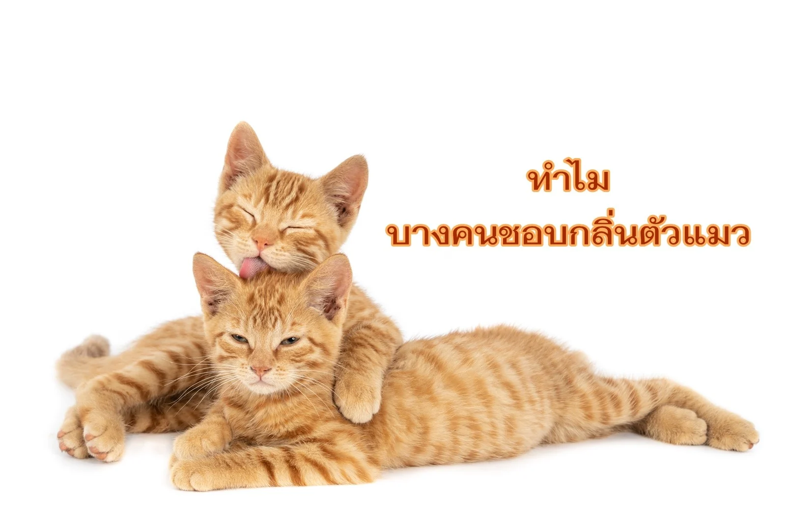 ทำไมได้กลิ่นตัวแมวแล้วมีความสุข