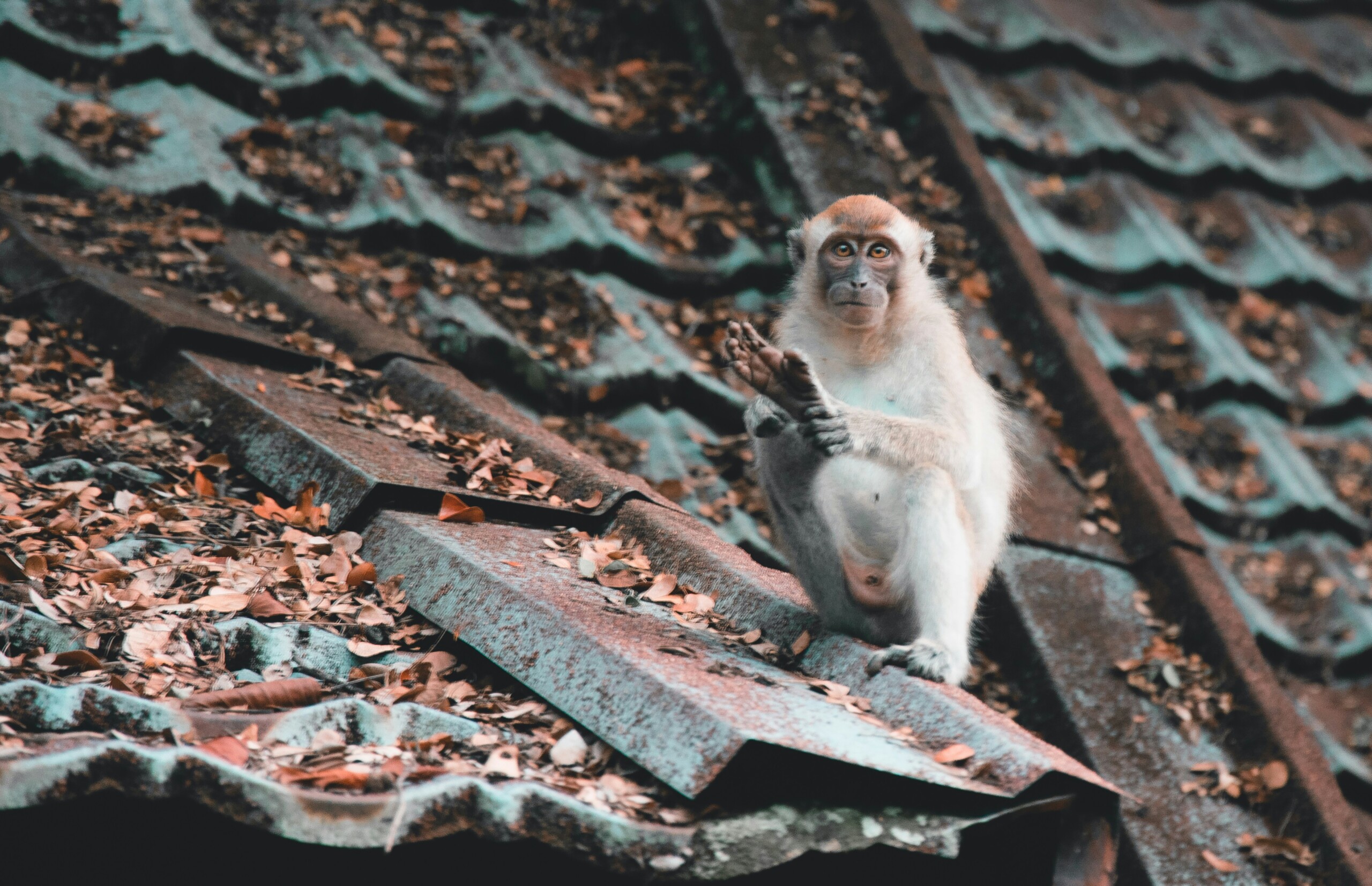 brown monkey on house roof