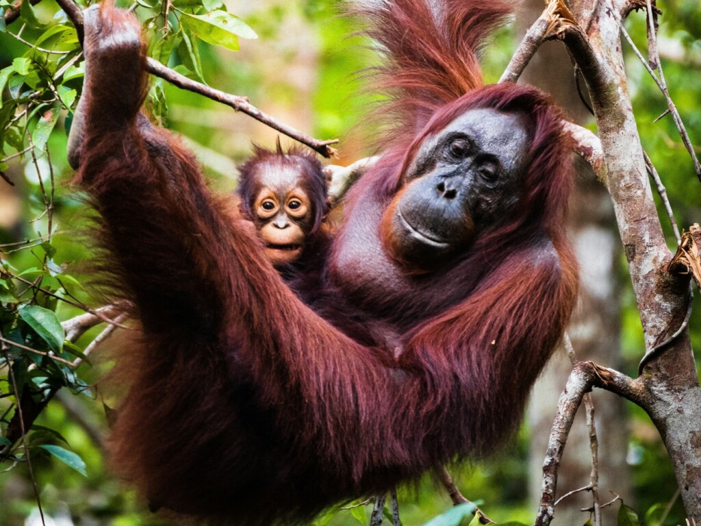 brown monkey on tree branch during daytime