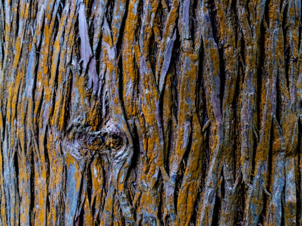 closeup photography of brown tree bark