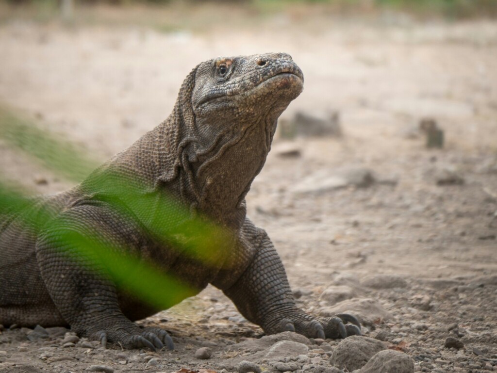 green and brown lizard on brown soil