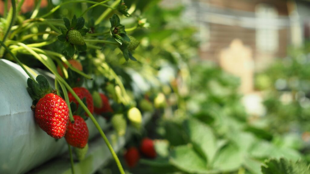 red strawberries in green leaves