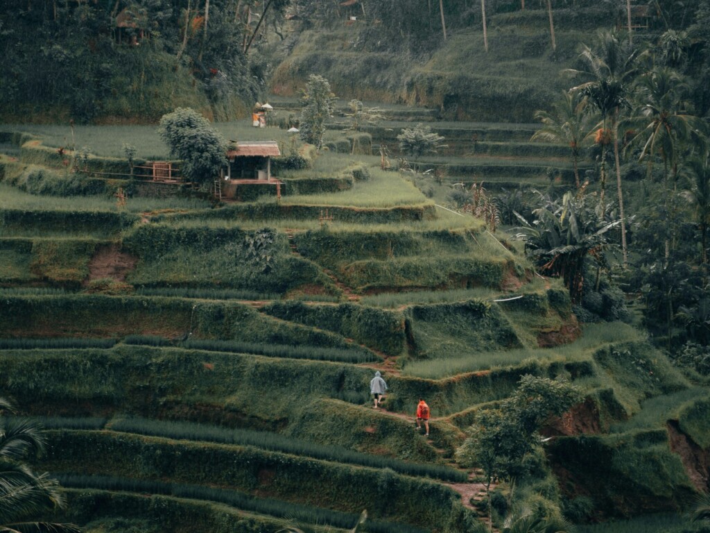 rice terraces